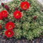 Preview: echinocereus-triglochidiatus-var-inermis